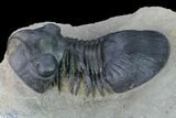 Detailed Paralejurus Trilobite - Morocco #171494-5